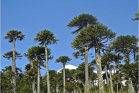 Scialpinismo sui vulcani del Cile